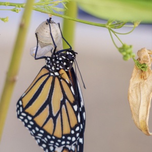 Malachite Tea - An Enchanted, Crystal Infused Tea of Transformation